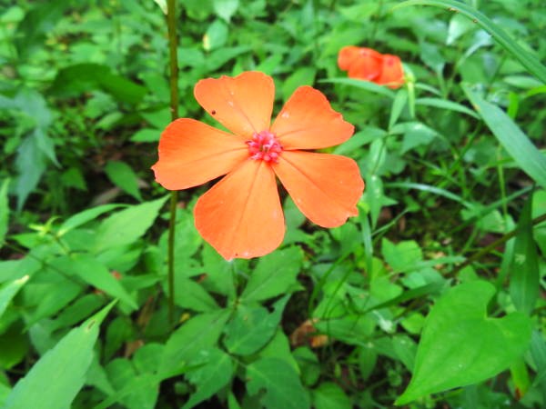 lychnismiquelianaフシグロセンノウ花