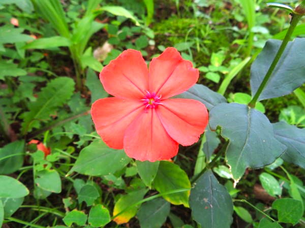 lychnismiquelianaフシグロセンノウ花