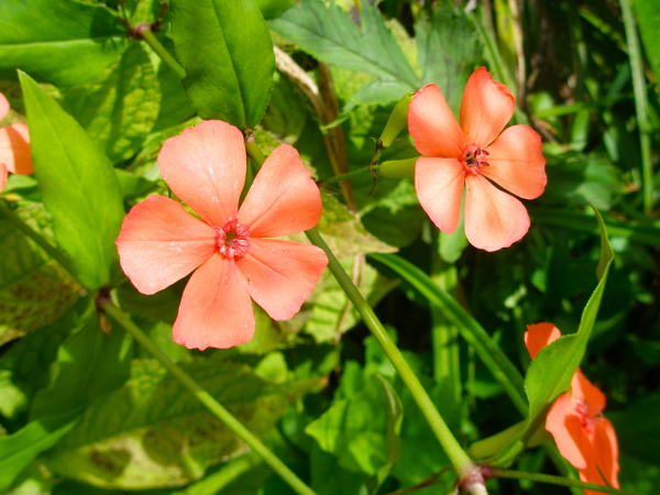 lychnismiquelianaフシグロセンノウ花