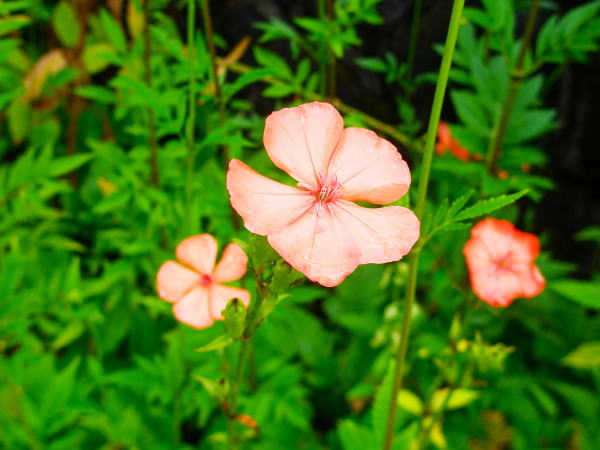 lychnismiquelianaフシグロセンノウ花