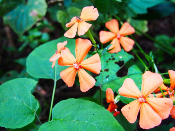 lychnismiquelianaフシグロセンノウ花