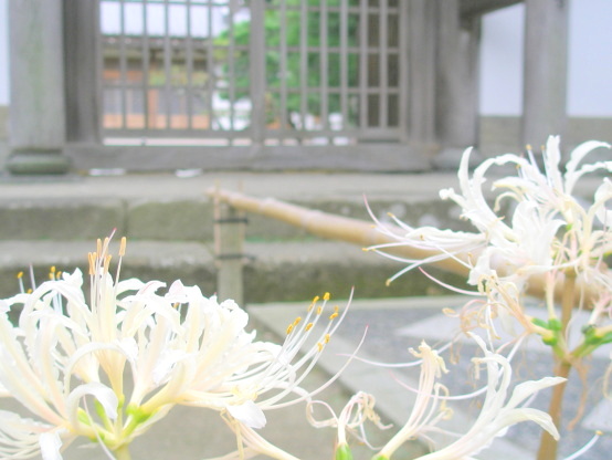 白いヒガンバナの花