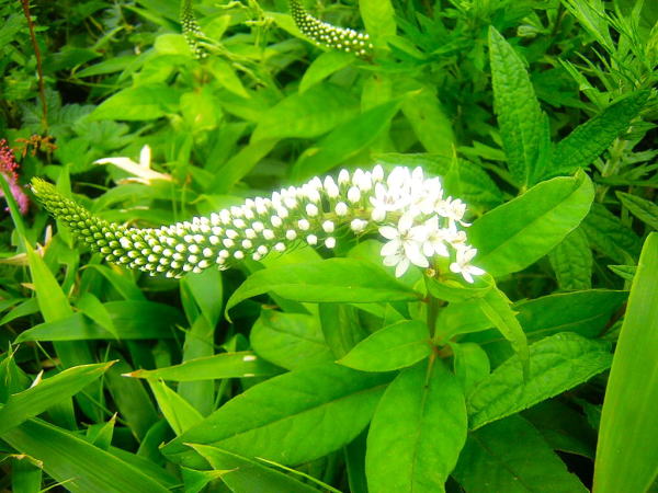 �I�J�g���m�I��Lysimachia clethroides