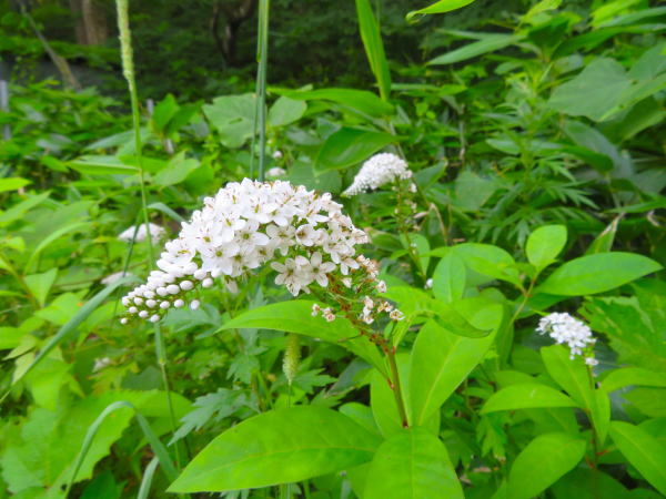 オカトラノオ花Lysimachia clethroides