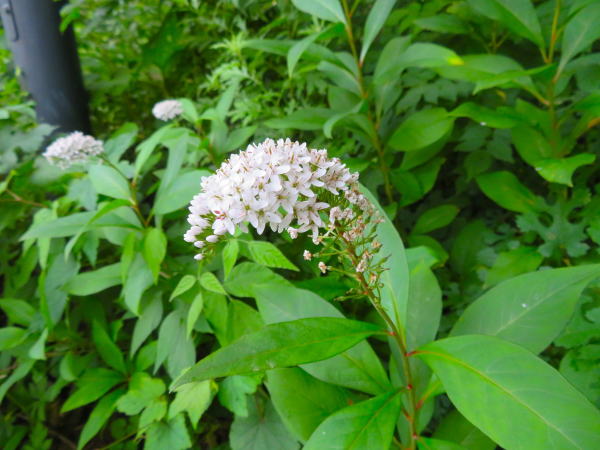 オカトラノオ花Lysimachia clethroides
