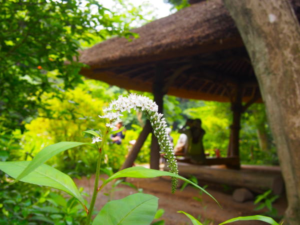 オカトラノオ花Lysimachia clethroides