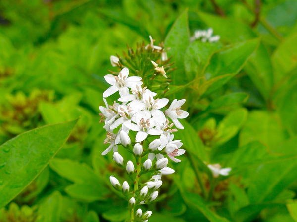 オカトラノオ花Lysimachia clethroides