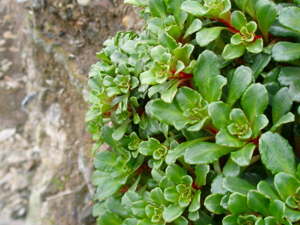 ハマボッス葉写真