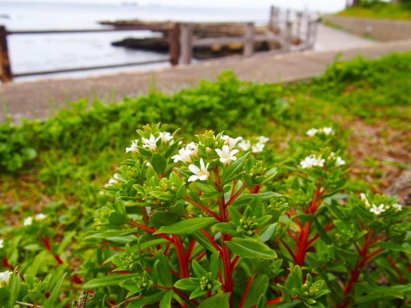 ハマボッス総状花写真