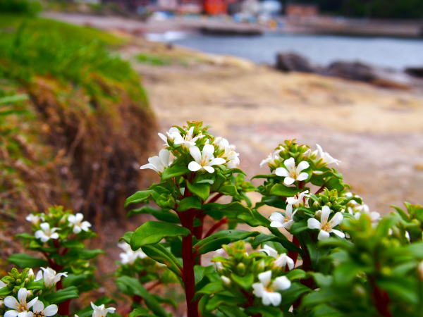 ハマボッス花写真
