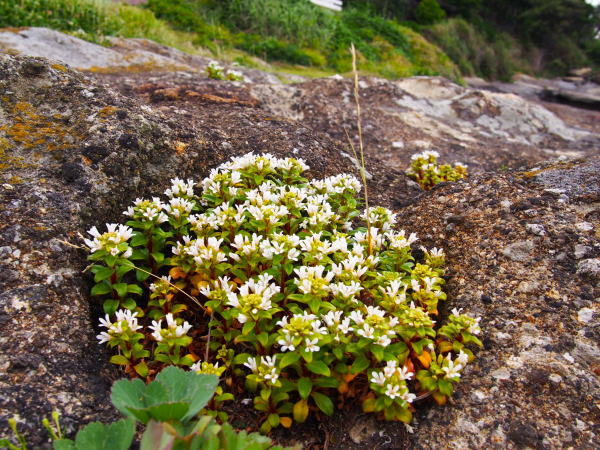 ハマボッス花岩隙間写真
