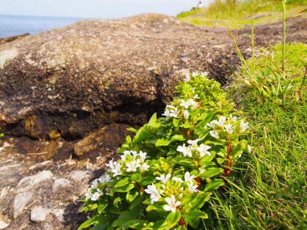 ハマボッス花岩隙間写真