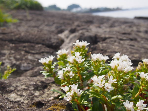 ハマボッス花岩場写真