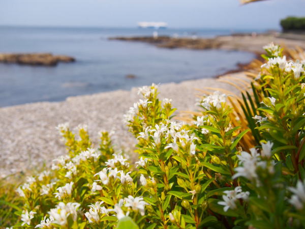 ハマボッス花外洋船背景写真