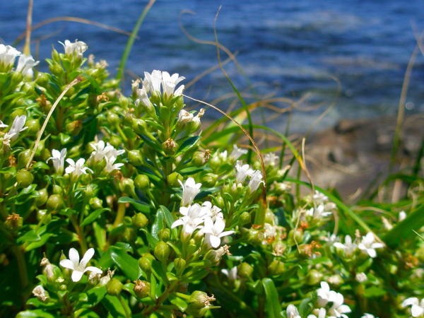 ハマボッス花青い海背景写真