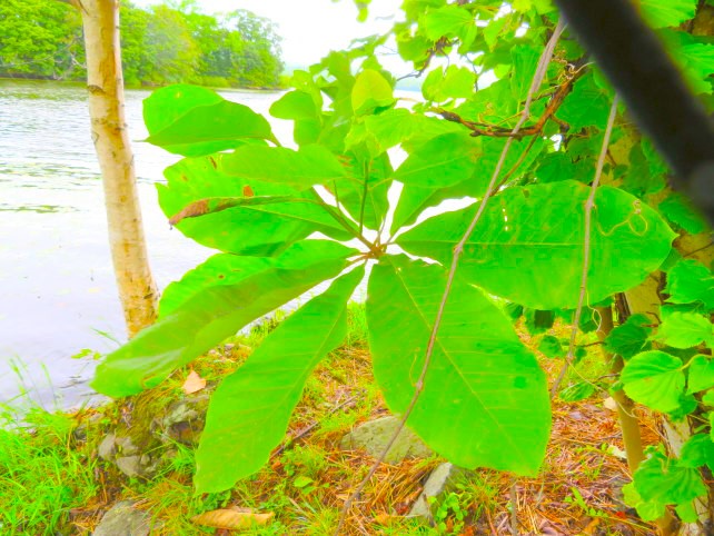 ホオノキ花画像