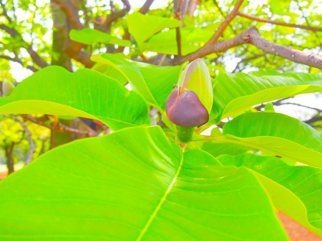 ホオノキ花蕾画像