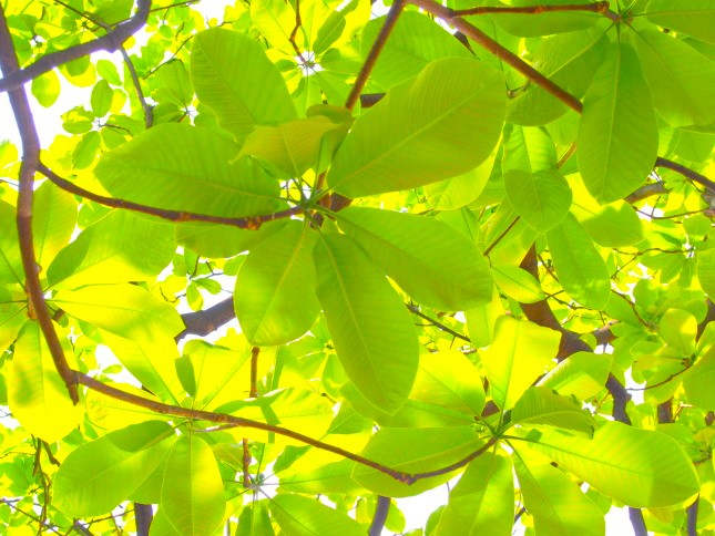 ホオノキ葉画像