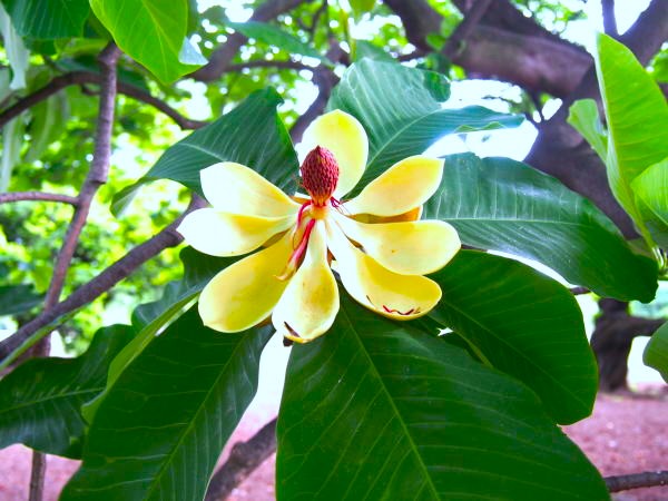 ホオノキ花画像