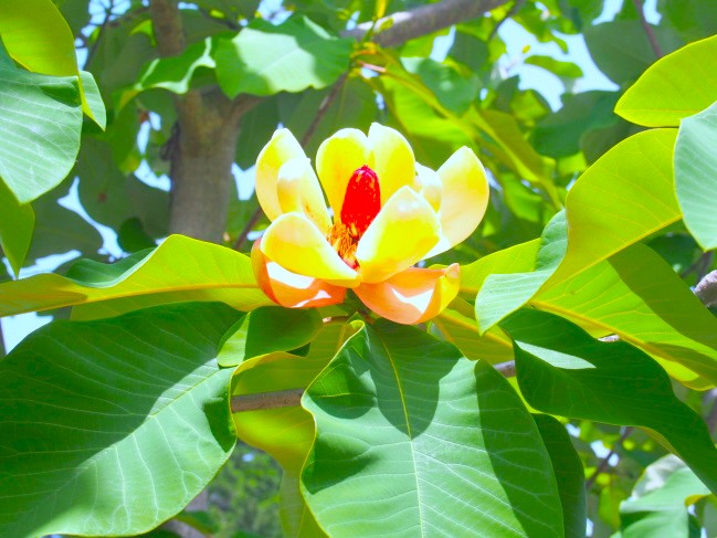 ホオノキ花画像