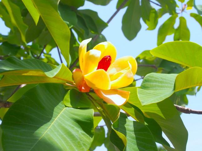 ホオノキ花画像