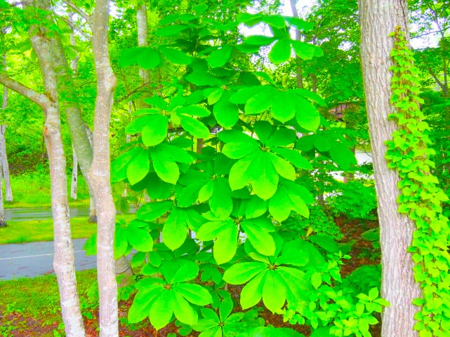 ホオノキ葉画像