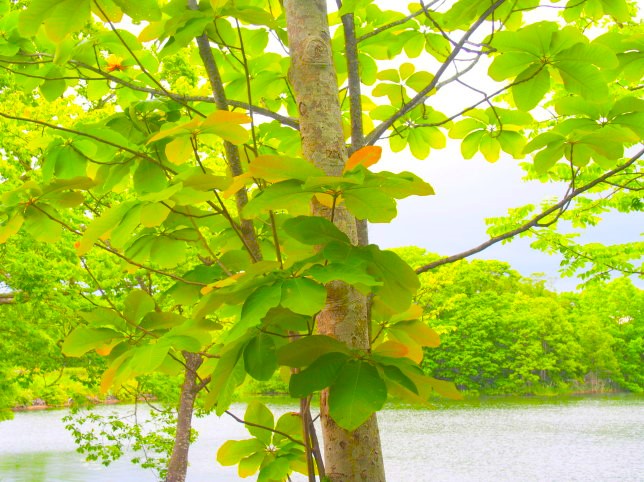 ホオノキ木画像