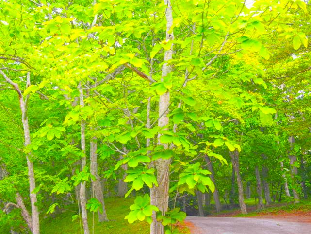 ホオノキ林画像