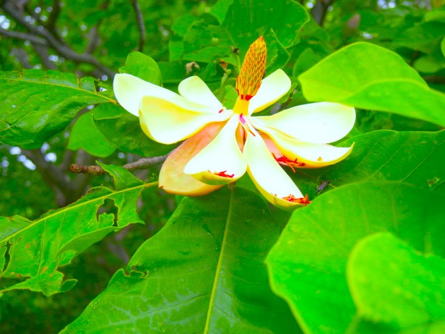 ホオノキ花画像