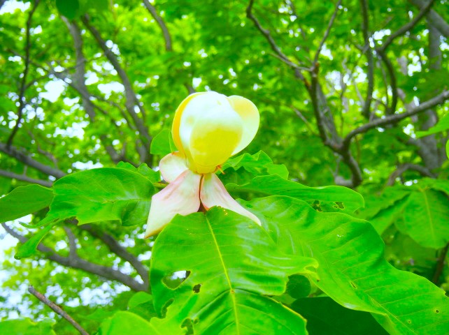 ホオノキ花画像