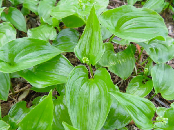 マイヅルソウ葉