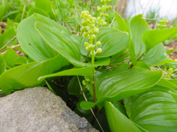 マイヅルソウ花蕾