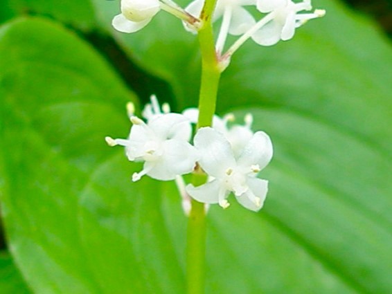 マイヅルソウ花