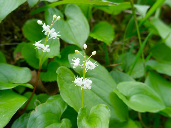 マイヅルソウ花