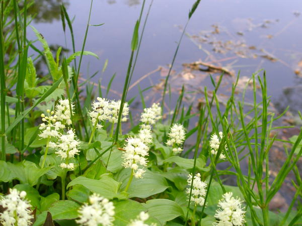 マイヅルソウ群生