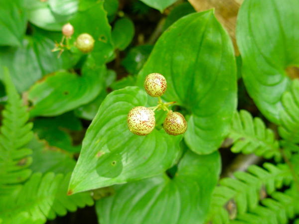 マイヅルソウ実