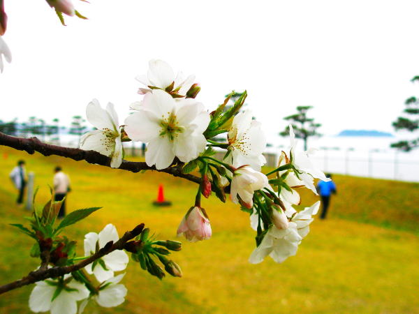 三浦オオシマザクラ花