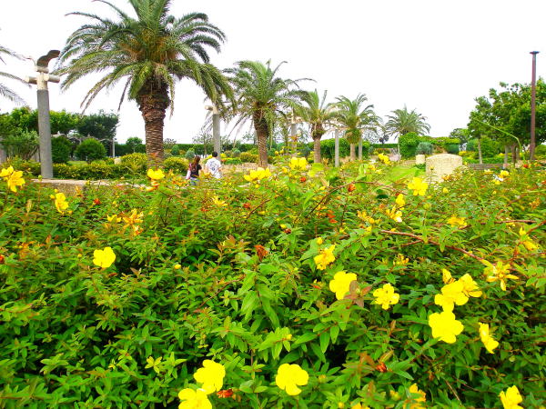 三浦キンシバイ花