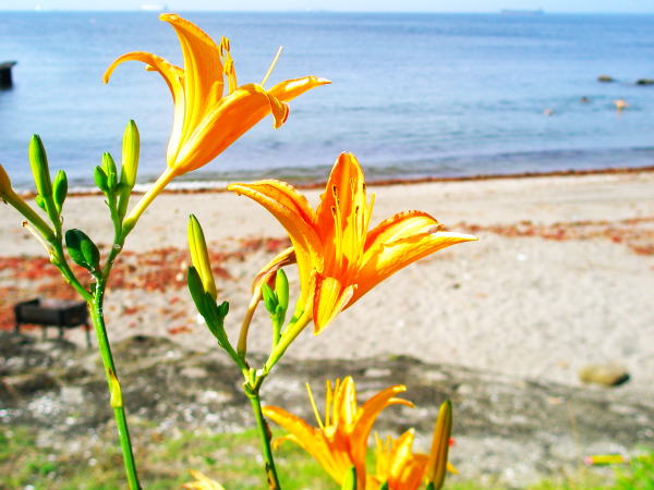 三浦ハマカンゾウ花