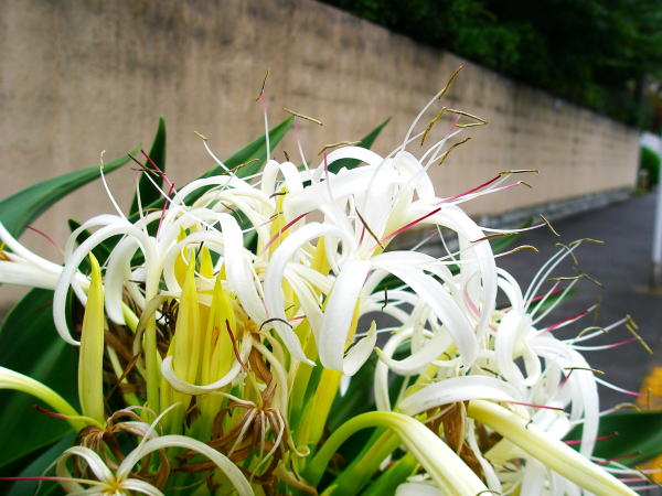 三浦ハマナス花