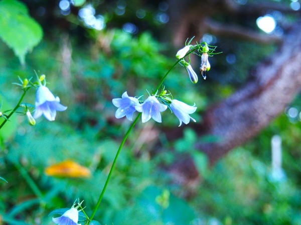 三浦ツリガネニンジン花