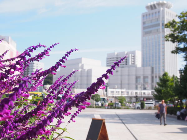 三浦サルビアレウカンサ花