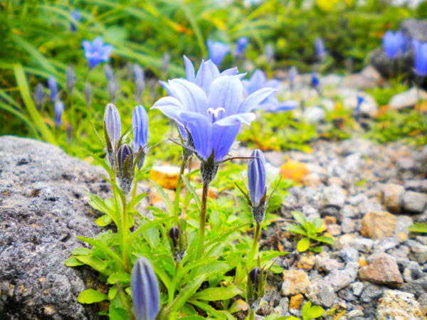 イワギキョウ花