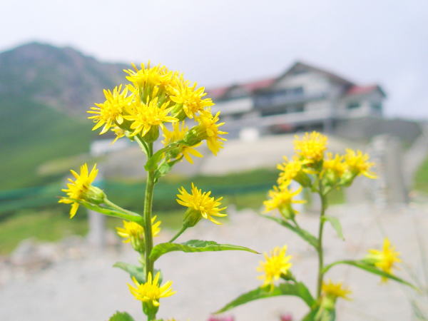 ミヤマアキノキリンソウ花