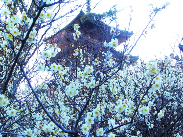 �O�k���ɍ炭�E���̉ԉ摜