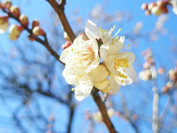 �E���Ԕ��F