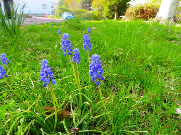 ムスカリの花函館ハリストス教会
