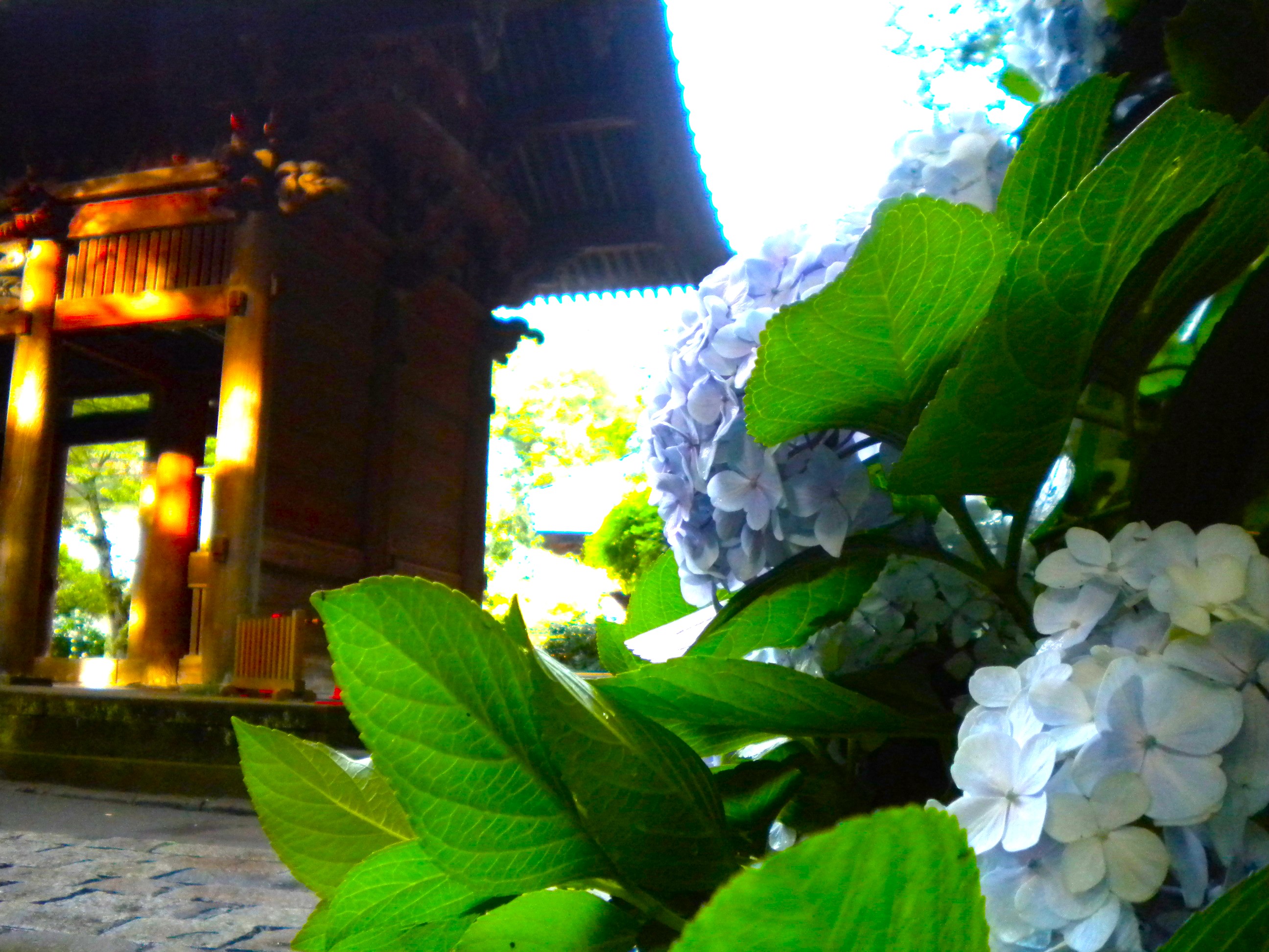 妙本寺アジサイ花画像