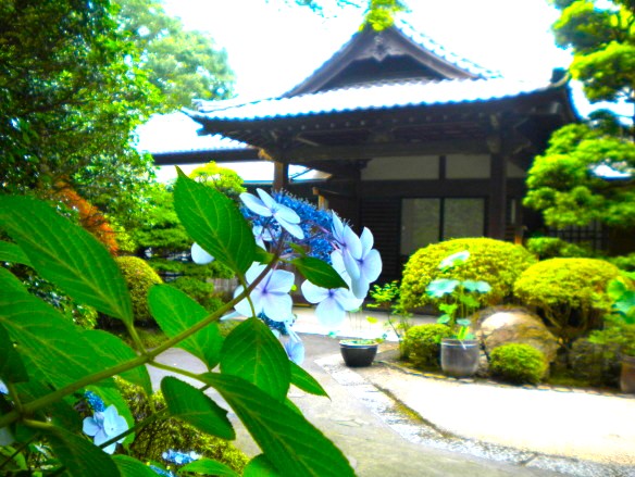 妙本寺アジサイ花画像