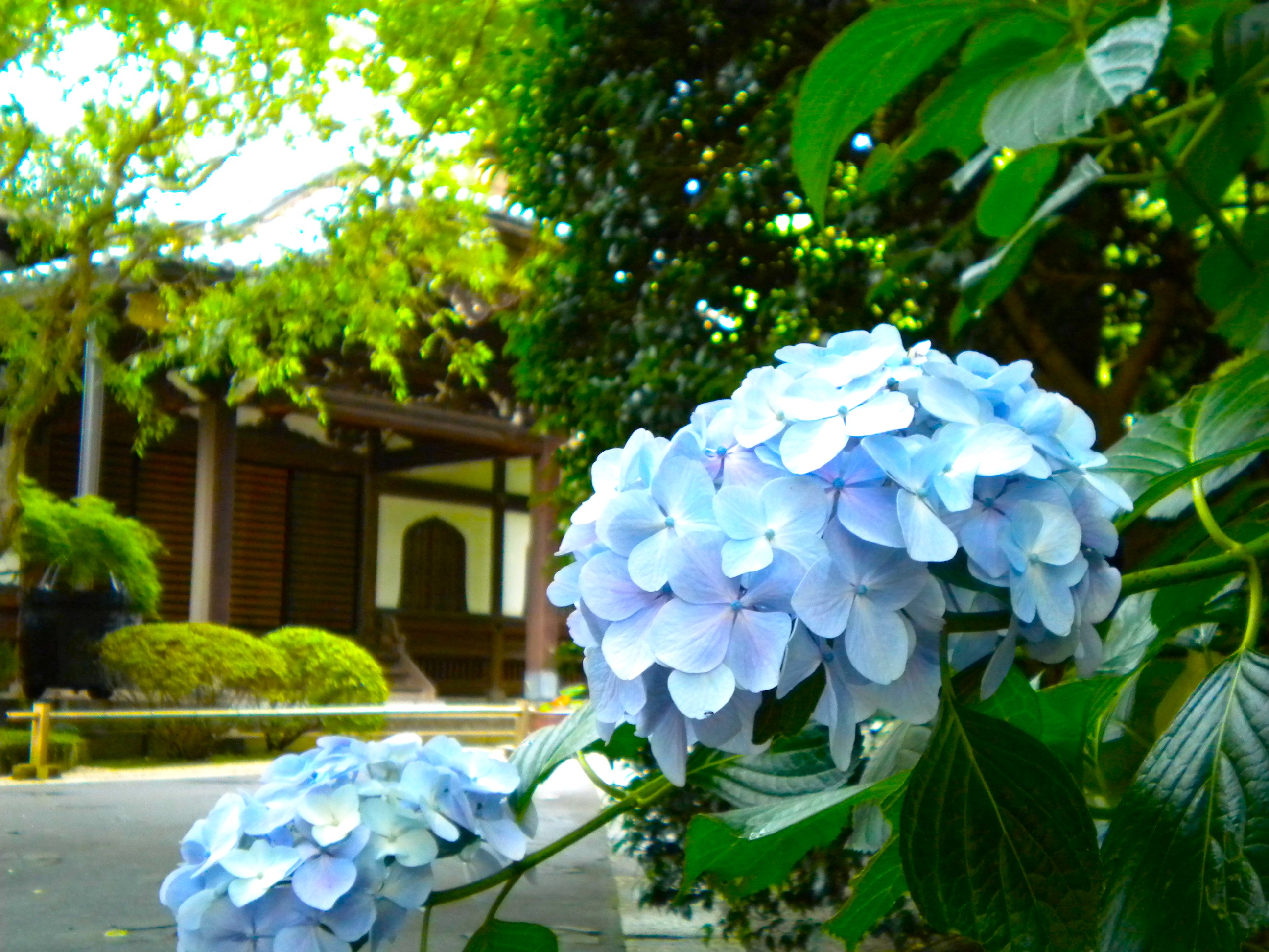 妙本寺アジサイ花画像